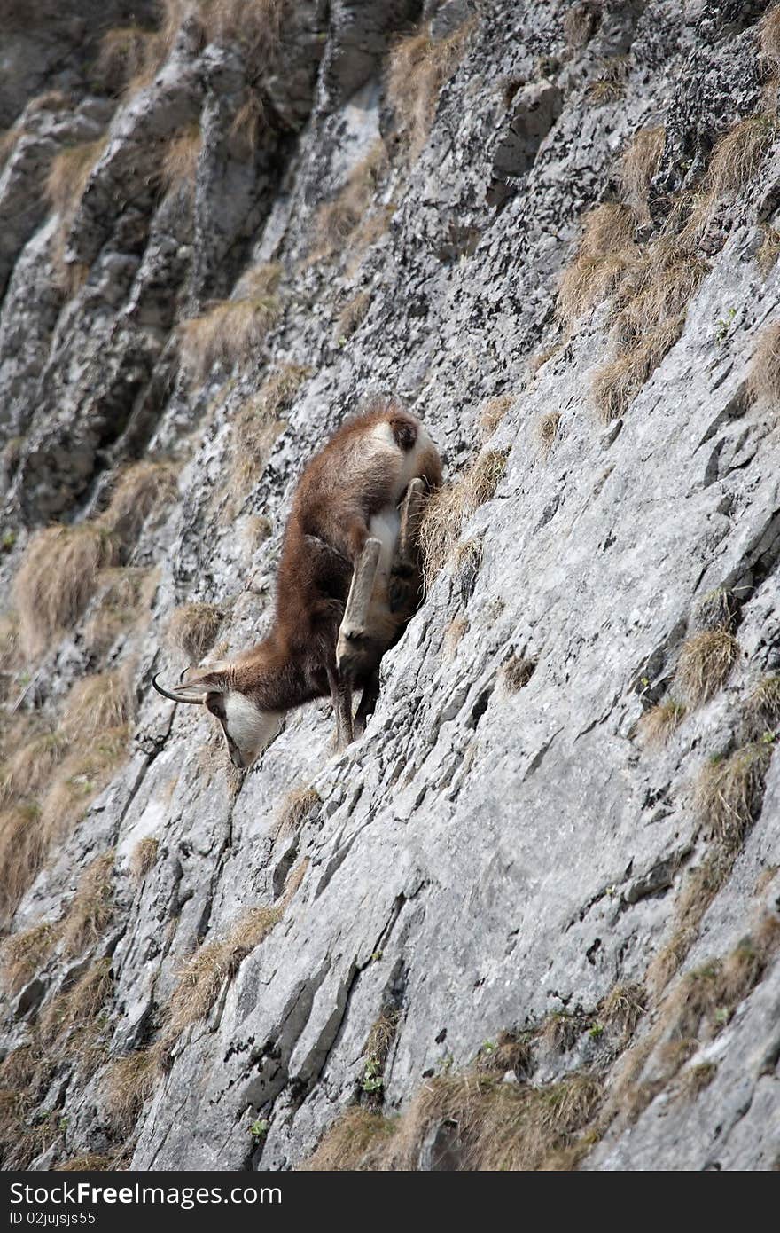 Running chamois (in Tatra Mountains)