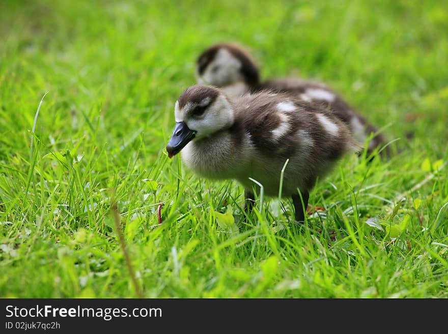 Duckling