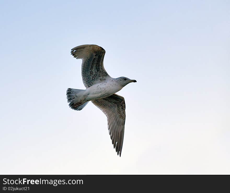 Big seagull in sky