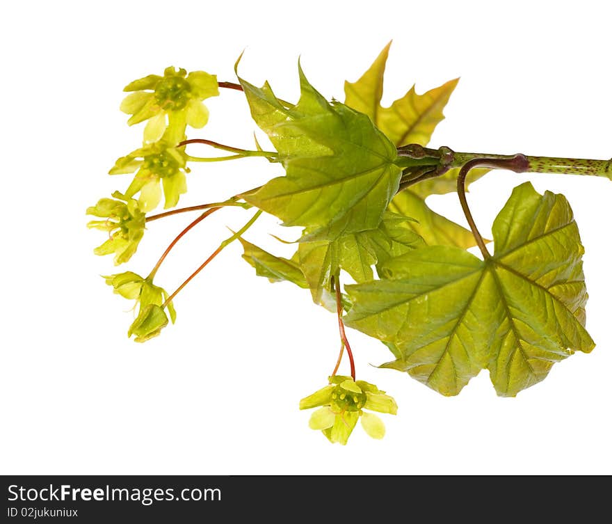 Maple branch with flowers isolated on white background. Maple branch with flowers isolated on white background