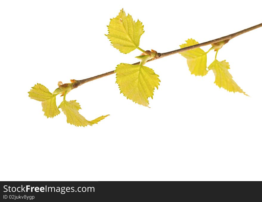 Spring birch branch on white