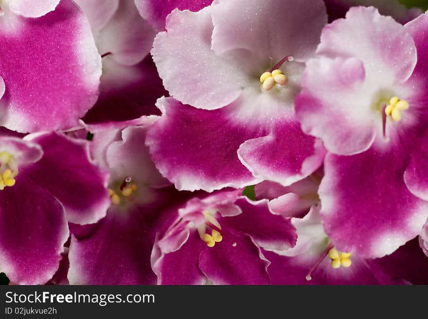 Pink and white violet flowers background