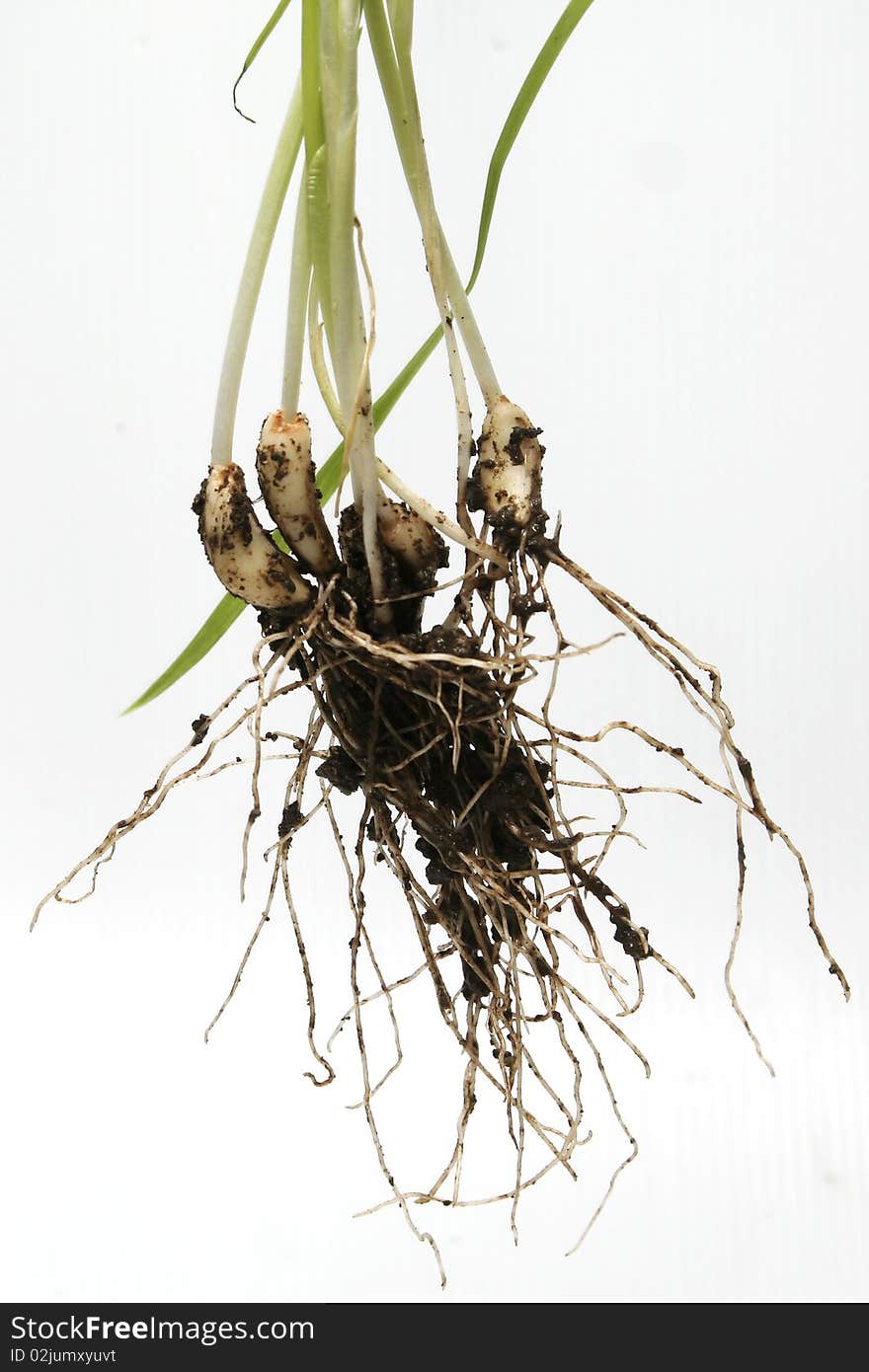 Garlic root