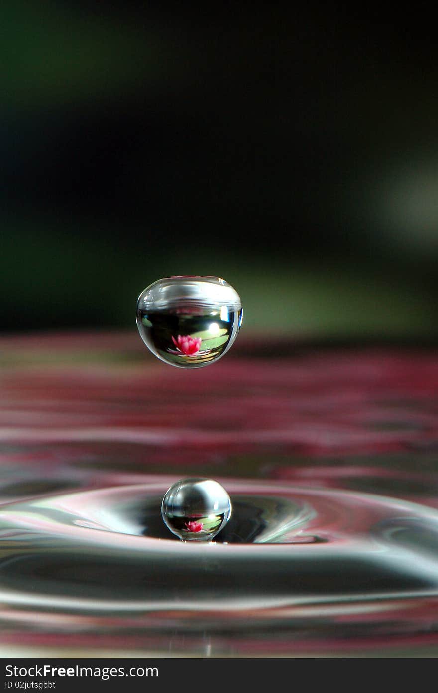 Droplet photo with a Lily Background. Droplet photo with a Lily Background