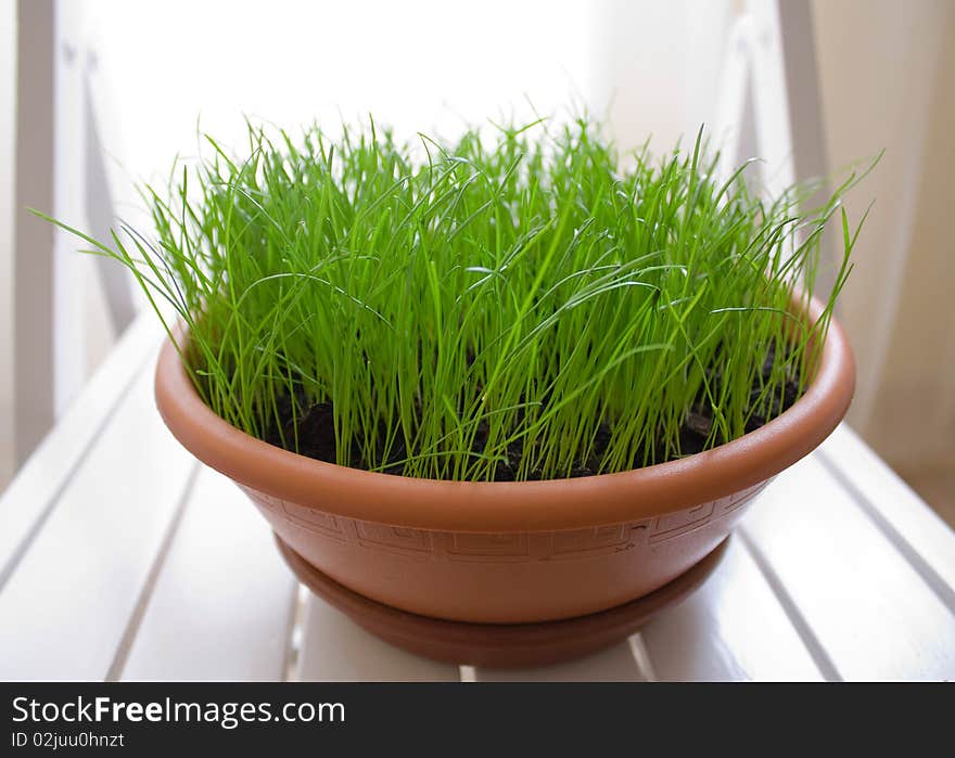 Young green grass in a round pot on a white background. This grass have planted for a cat. Young green grass in a round pot on a white background. This grass have planted for a cat.