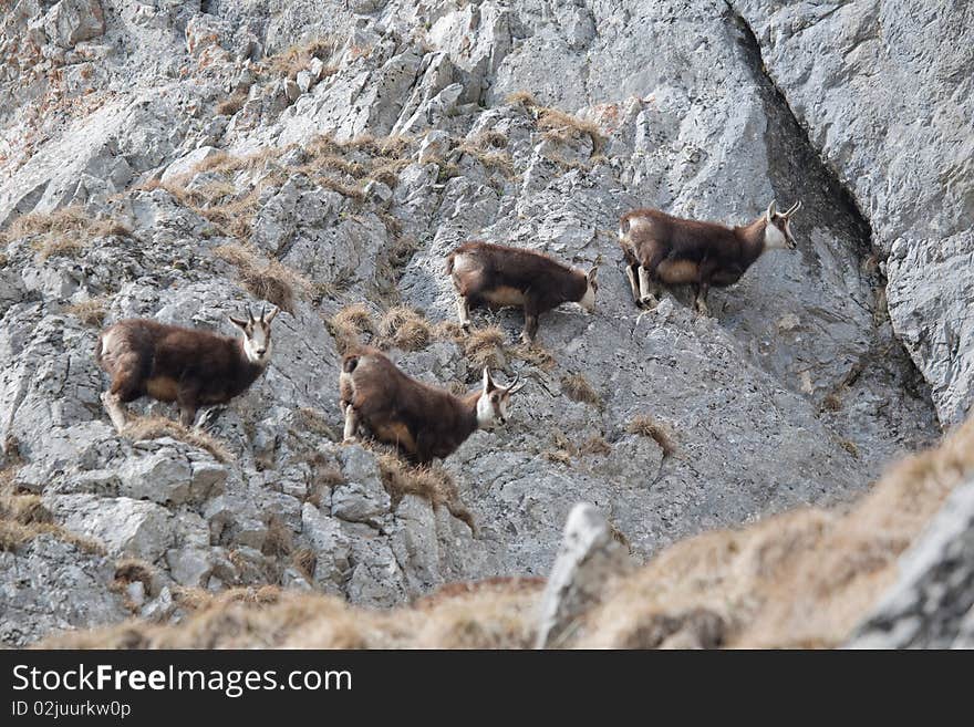 Herd of mountain goats