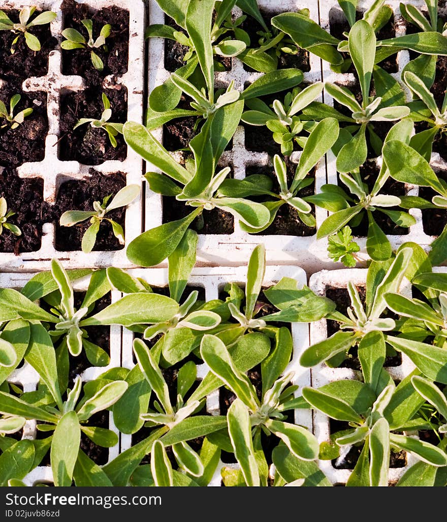 Plants growing in trays.