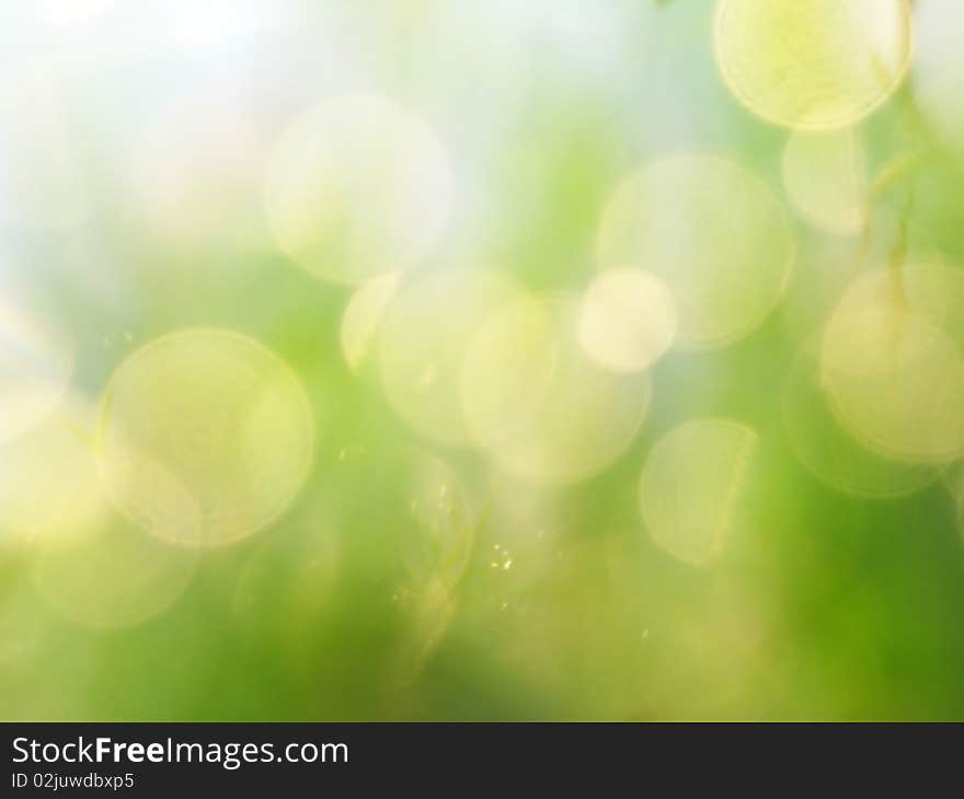 Wet grass with easy reflection. Wet grass with easy reflection