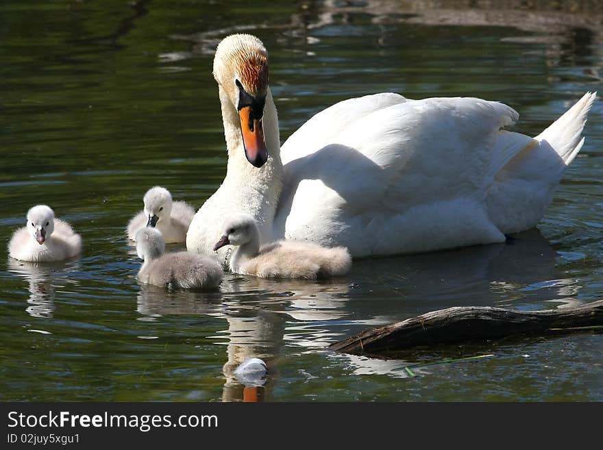 Mute Swan & Cygnets in pond in morning Sun