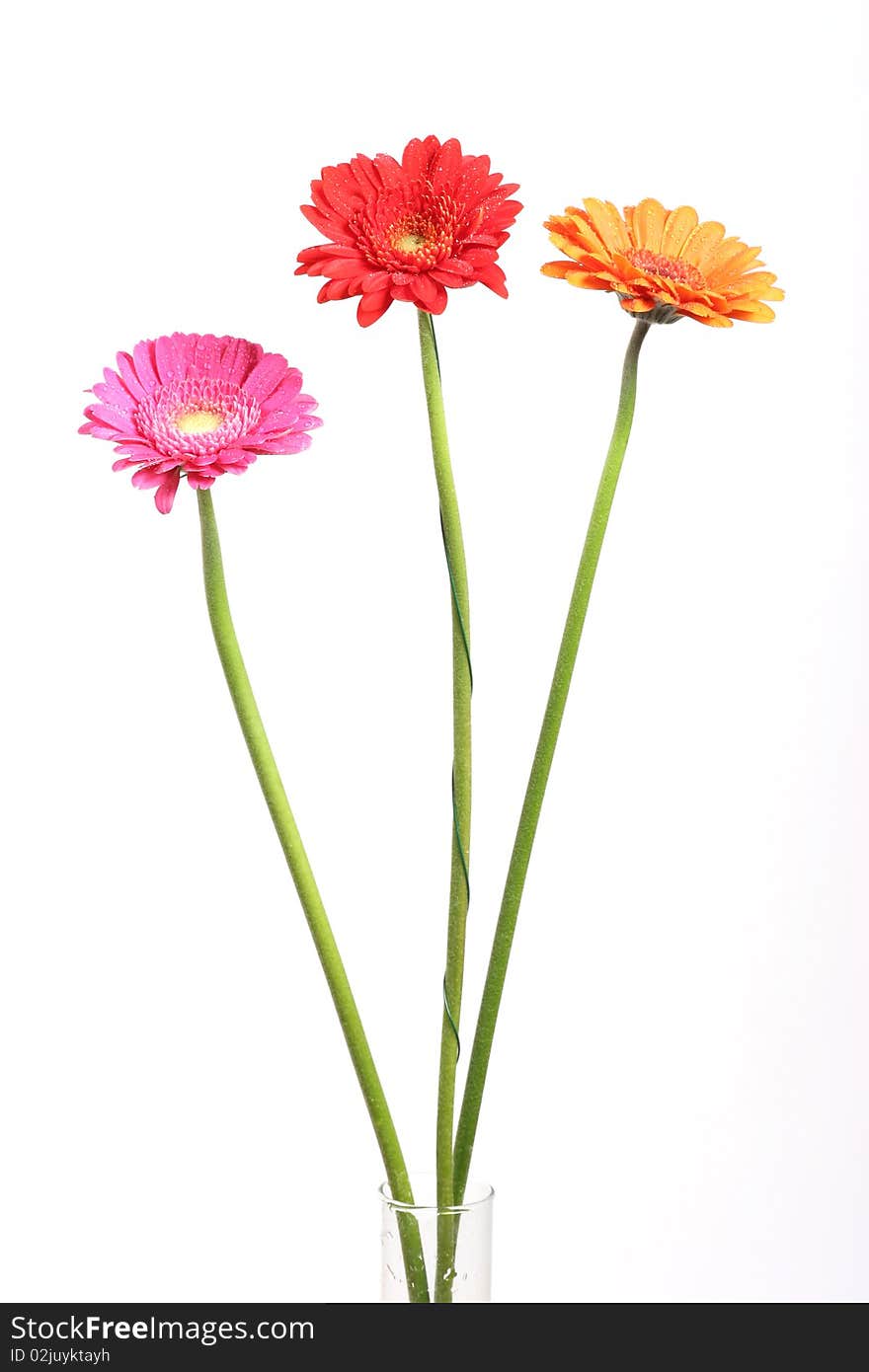 Gerberas