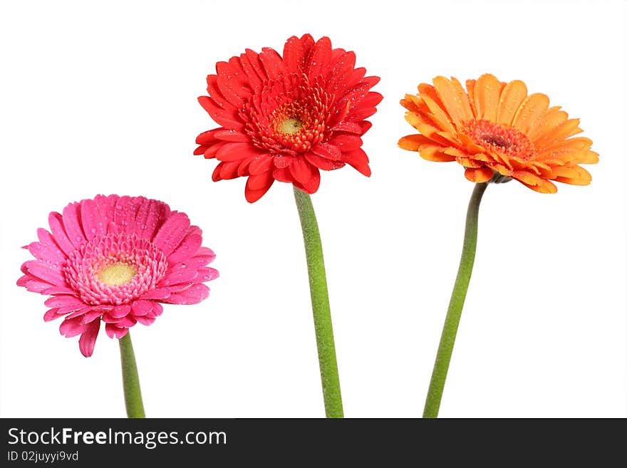 Gerberas