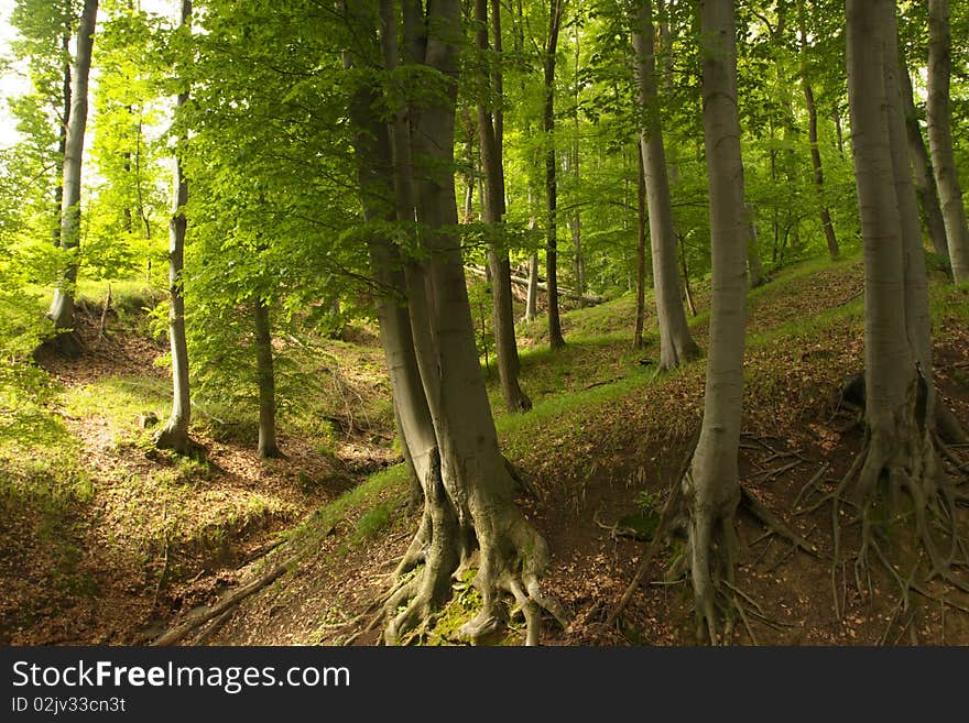 Old trees in the forest