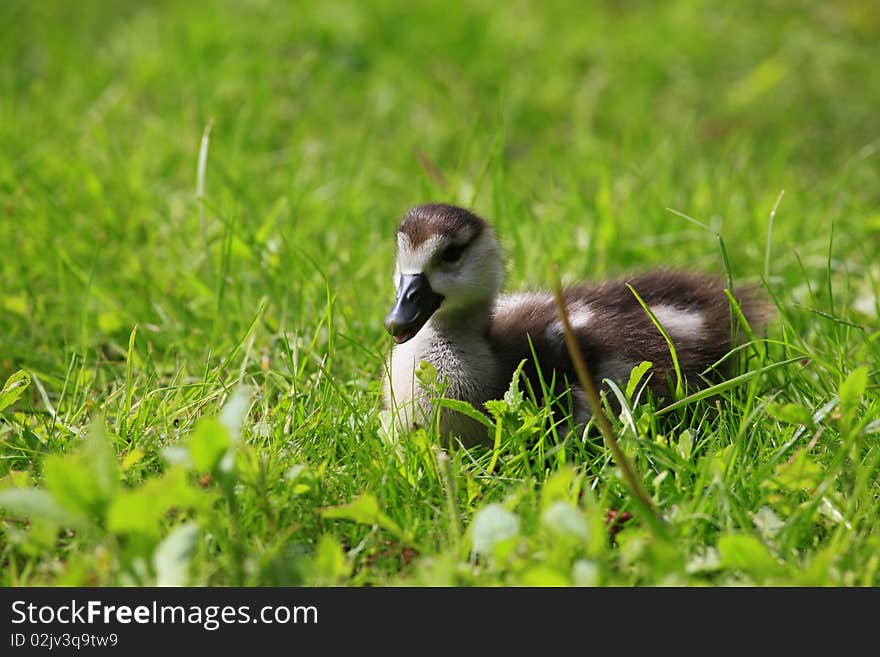 Duckling