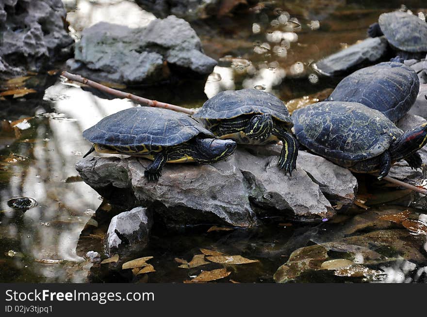 Turtles in a pond