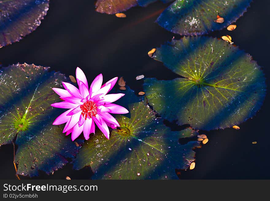 Blooming lotus under morning worming sunshine. Blooming lotus under morning worming sunshine