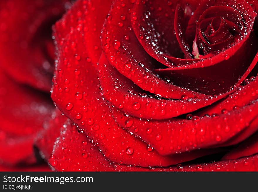 Red rose macro view with water droplets. Extreme close-up with shallow dof