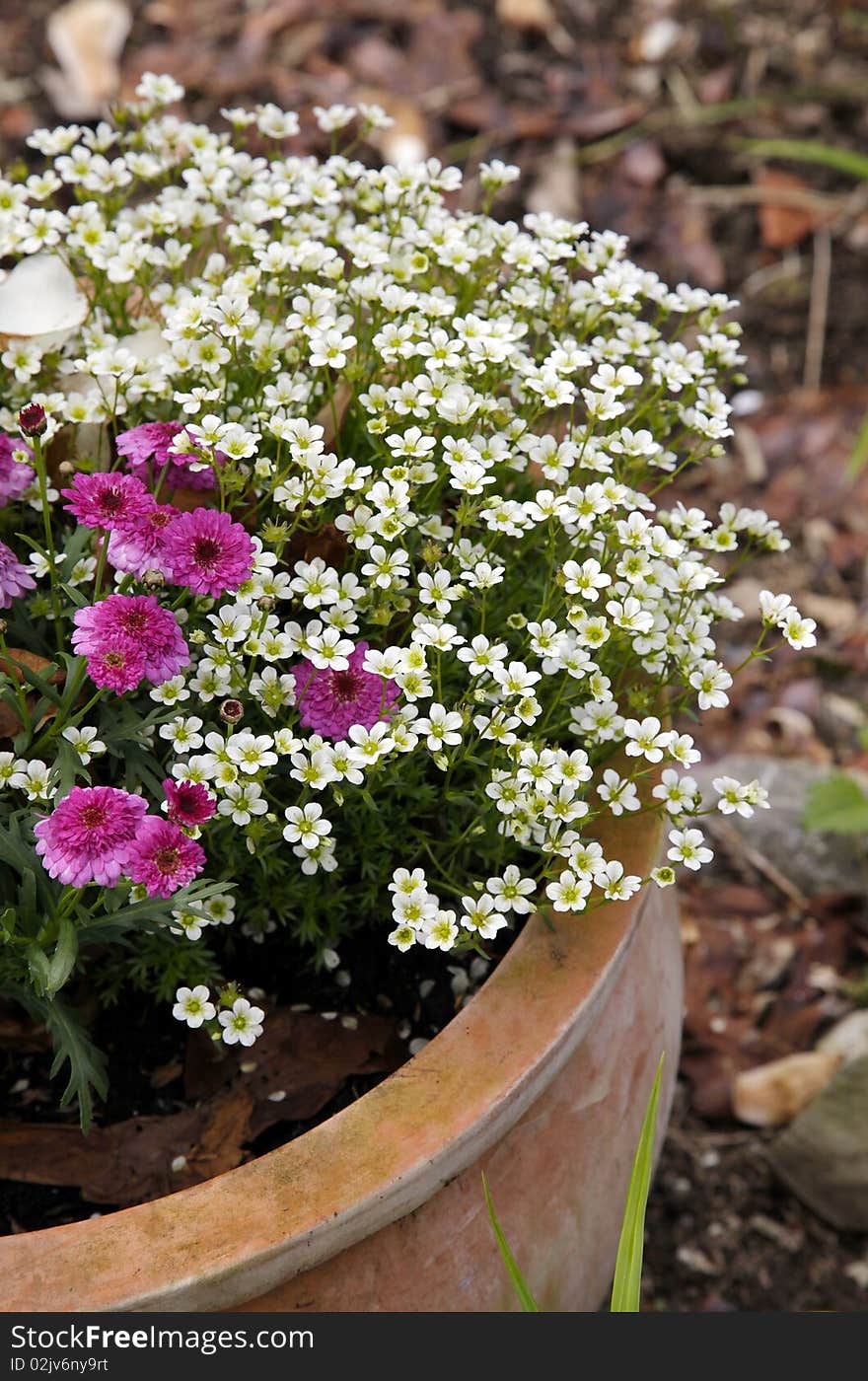 Marguerite (Daisies) in a flower bucket