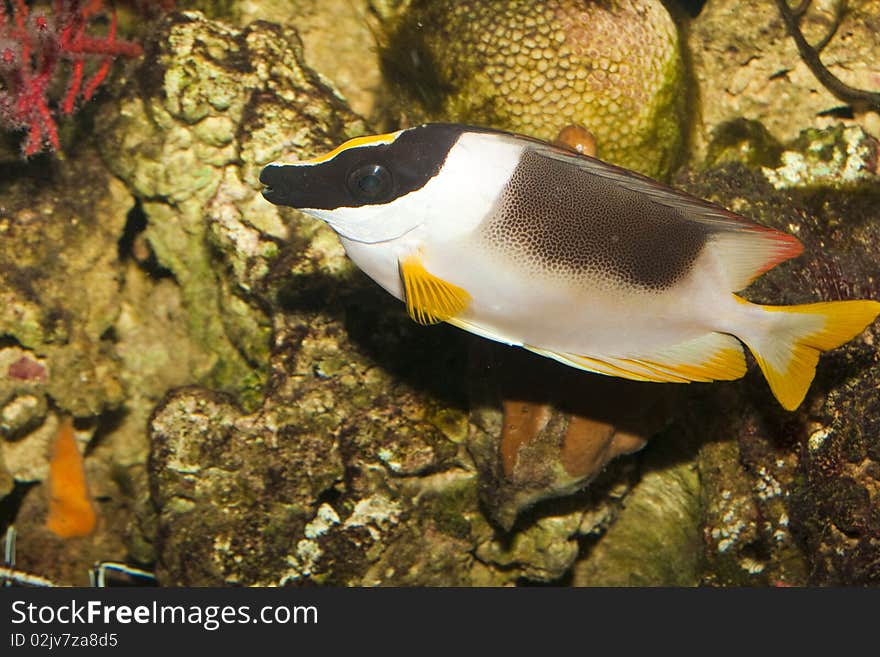 Magnificent Rabbitfish in Aquarium