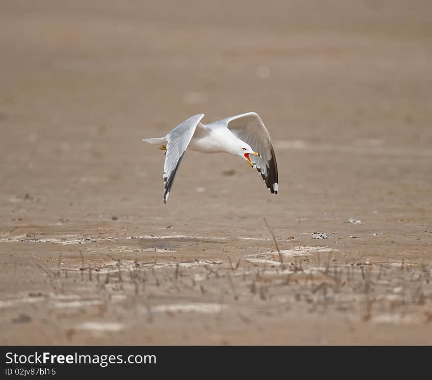 Seagull take off and mating call. Seagull take off and mating call