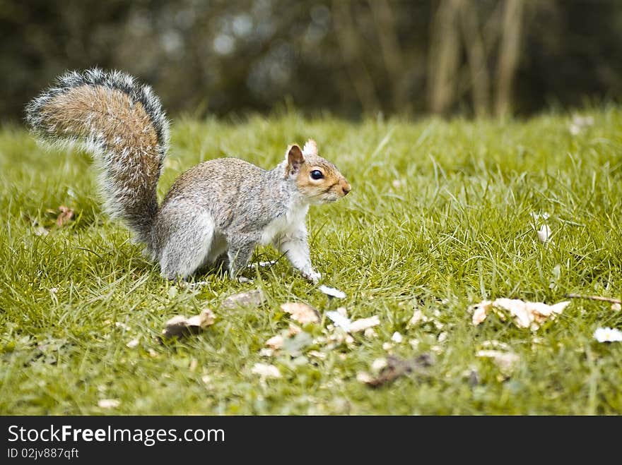 Is a squirrel. form a park in Bristol.