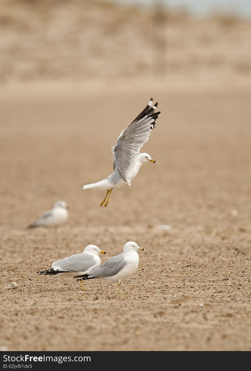 Seagull Taking off at the beach. Seagull Taking off at the beach