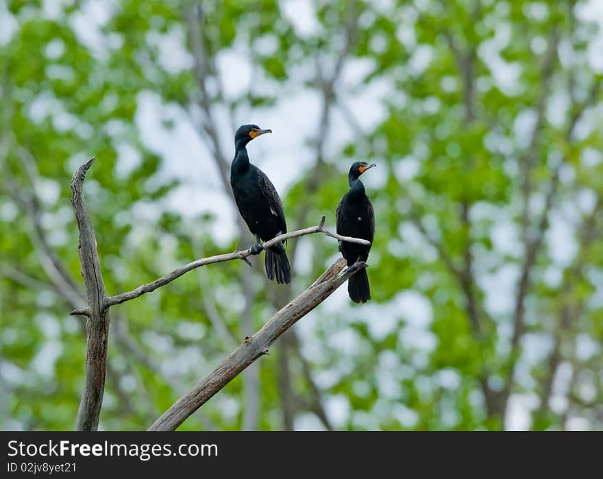 Two double creasted Cormorants perched on a tree branch