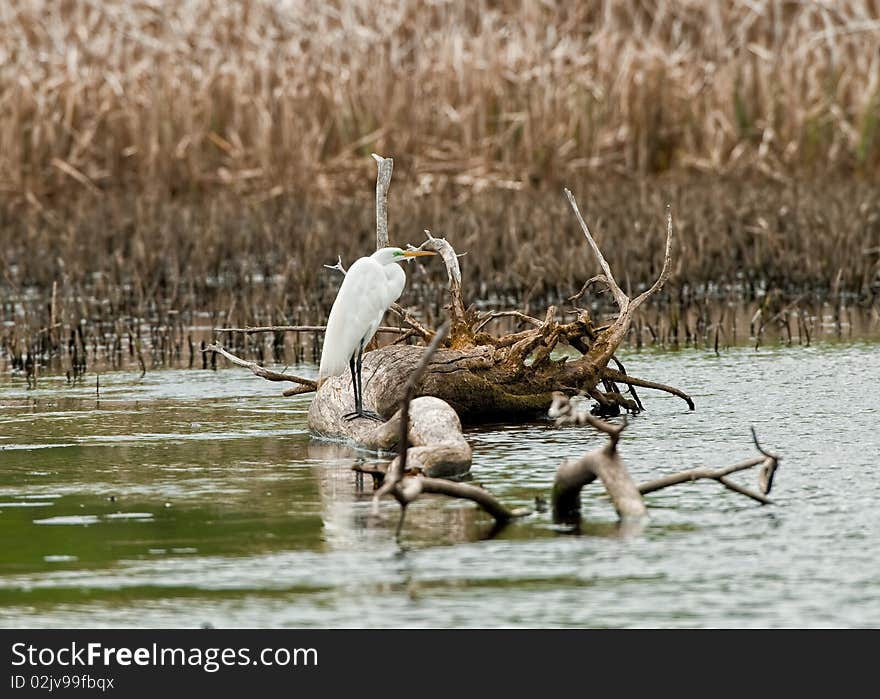 Crane perched on a piece of driftwood on a lake. Crane perched on a piece of driftwood on a lake