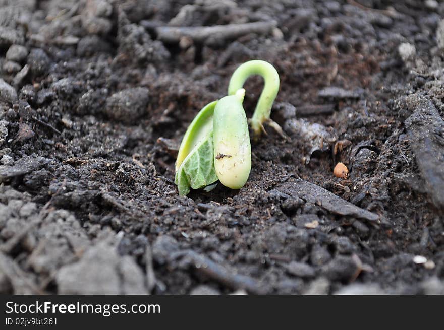 Bean Seedling Growing out of Dirt