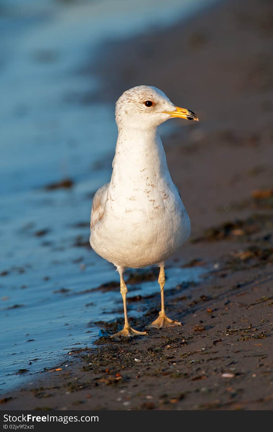 Seagull walking on the beach at sunset. Seagull walking on the beach at sunset