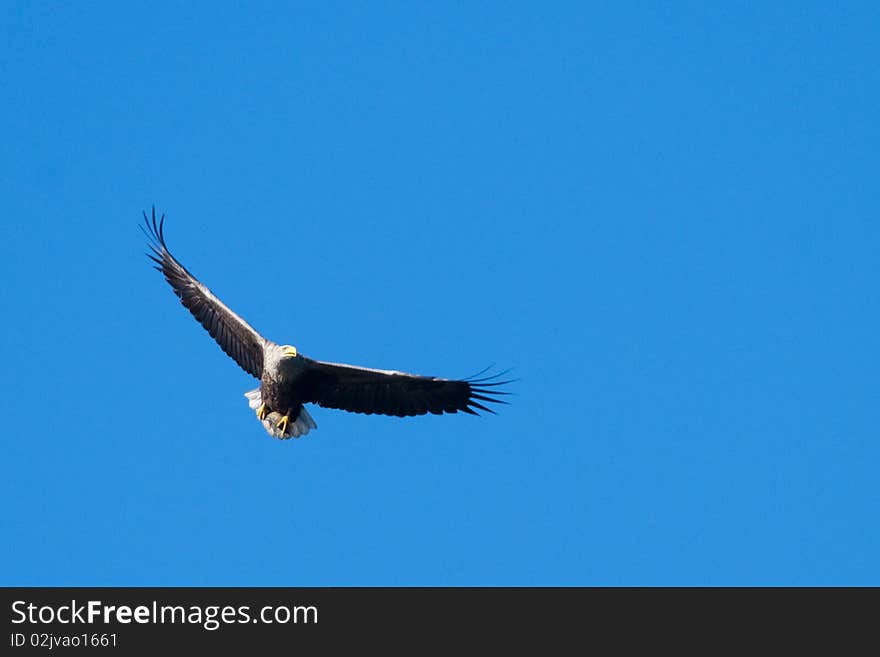 White Tailed Eagle (Haliaeetus albicilla) in flight. White Tailed Eagle (Haliaeetus albicilla) in flight