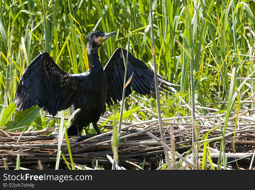 Great Cormorant (Phalacrocorax carbo) Drying wings. Great Cormorant (Phalacrocorax carbo) Drying wings