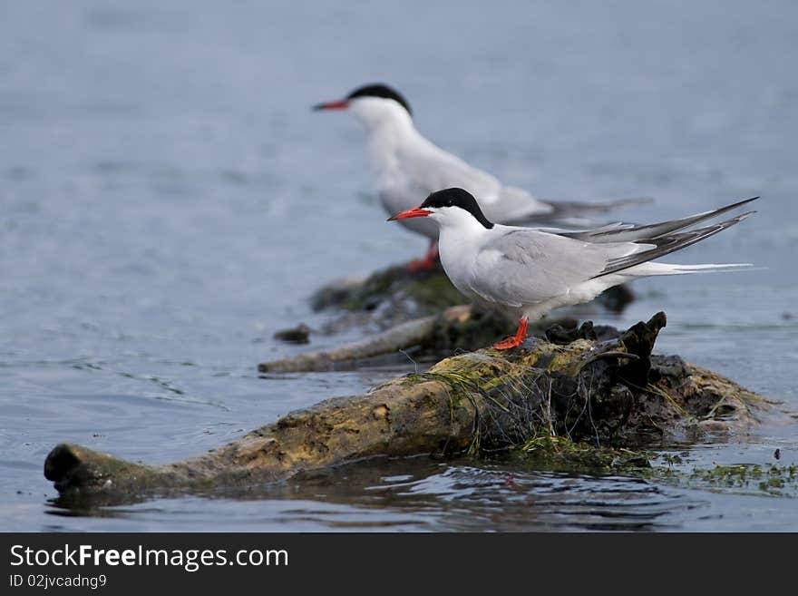 Common Tern Pair on a log