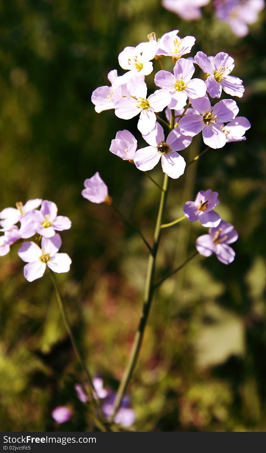 Field flower close up, background,