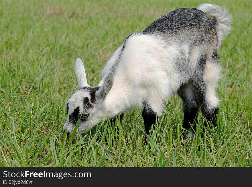 On the green meadow, is grazed the small kid. On the green meadow, is grazed the small kid