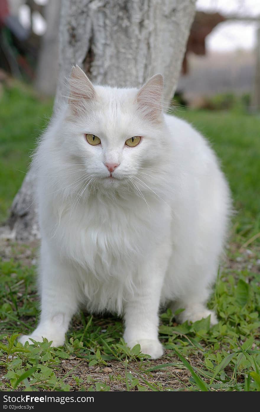 White tomcat against the background of the green grass