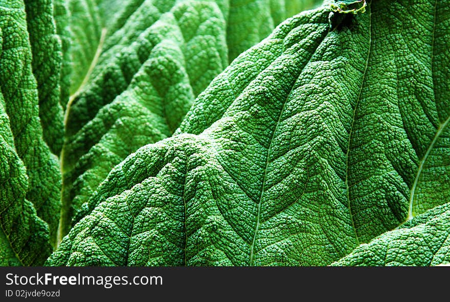 Green leaves to close ups