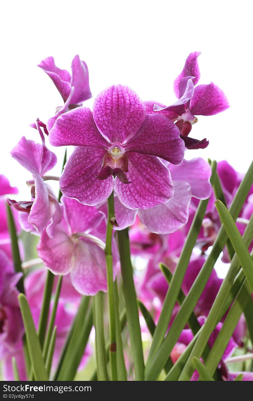 Pink orchids with shallow depth of field, ideal as a flower background