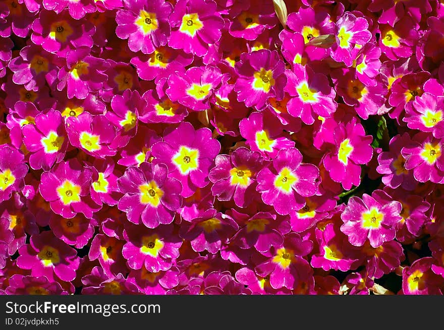 Pink flowers by the closeup. Pink flowers by the closeup