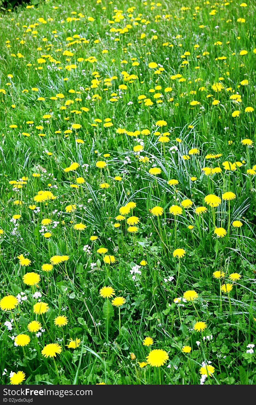 Field of yellow dandelions in a grass