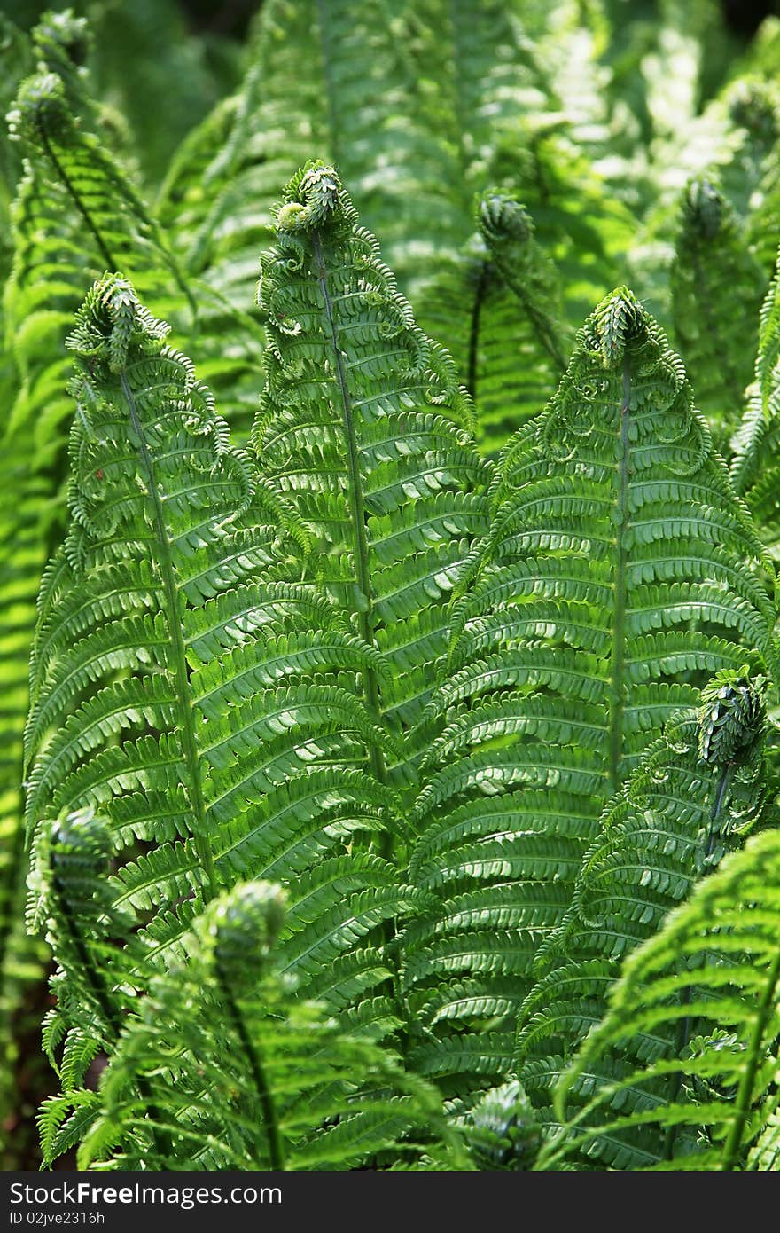 FougeresFern Leaves