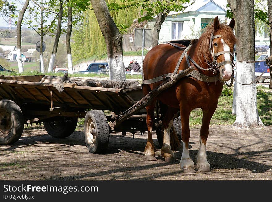 Rural Horse