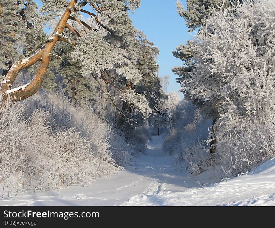 Trees in hoarfrost on a background of the blue sky. Trees in hoarfrost on a background of the blue sky