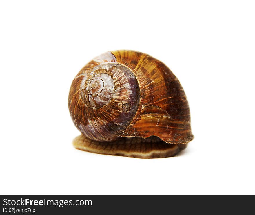 Snail isolated on a white background