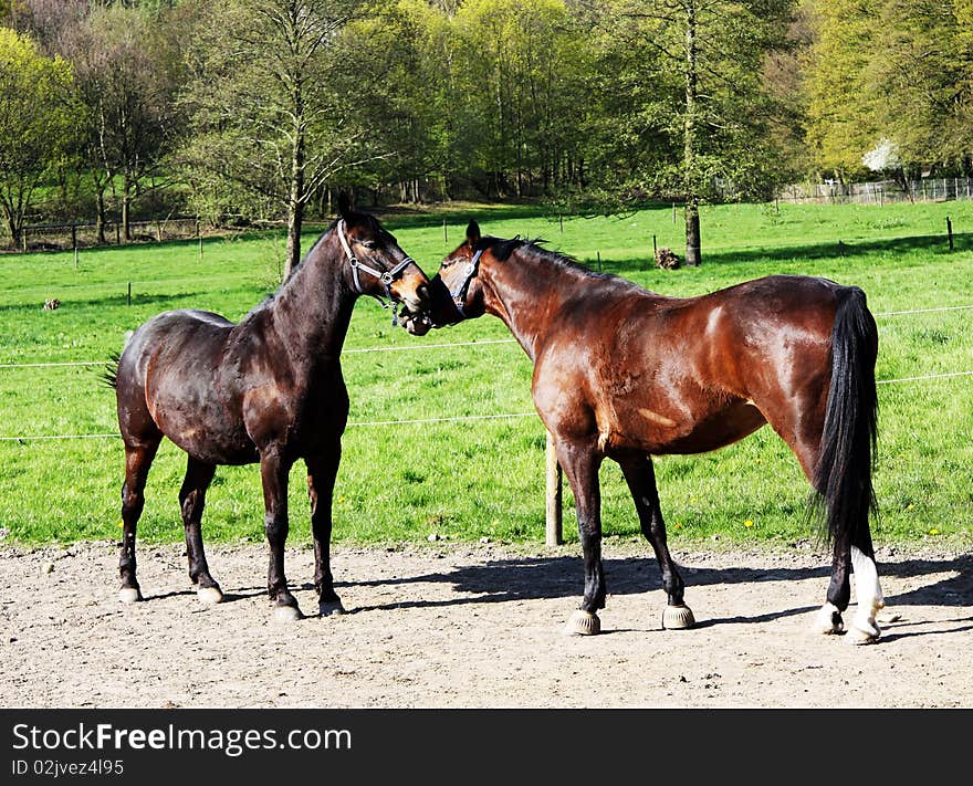 Two Horse Friendship with volleer. Two Horse Friendship with volleer