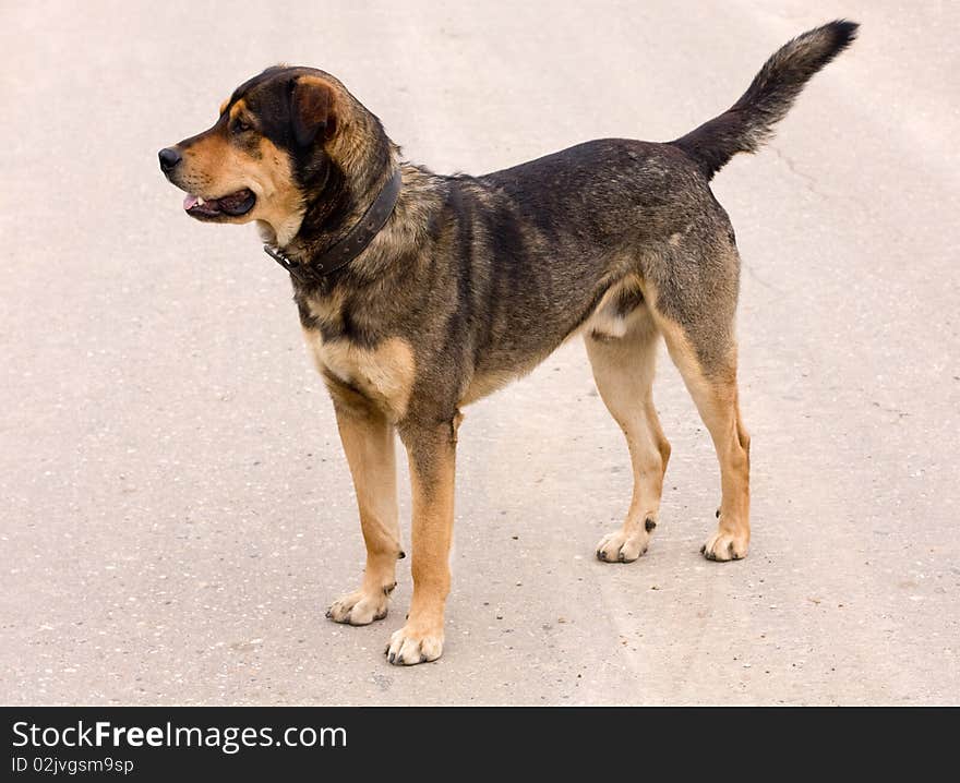 Big black and brown dog standing on the road