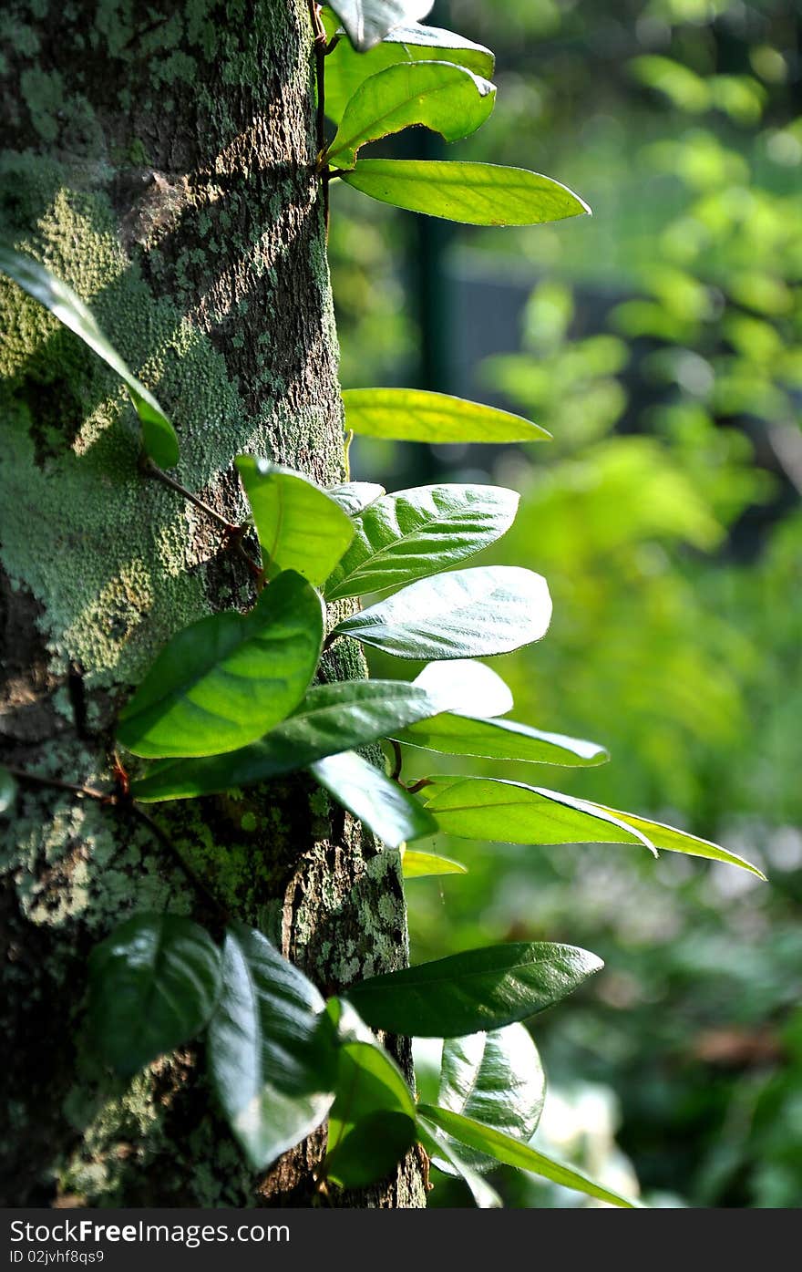 Vines Plants