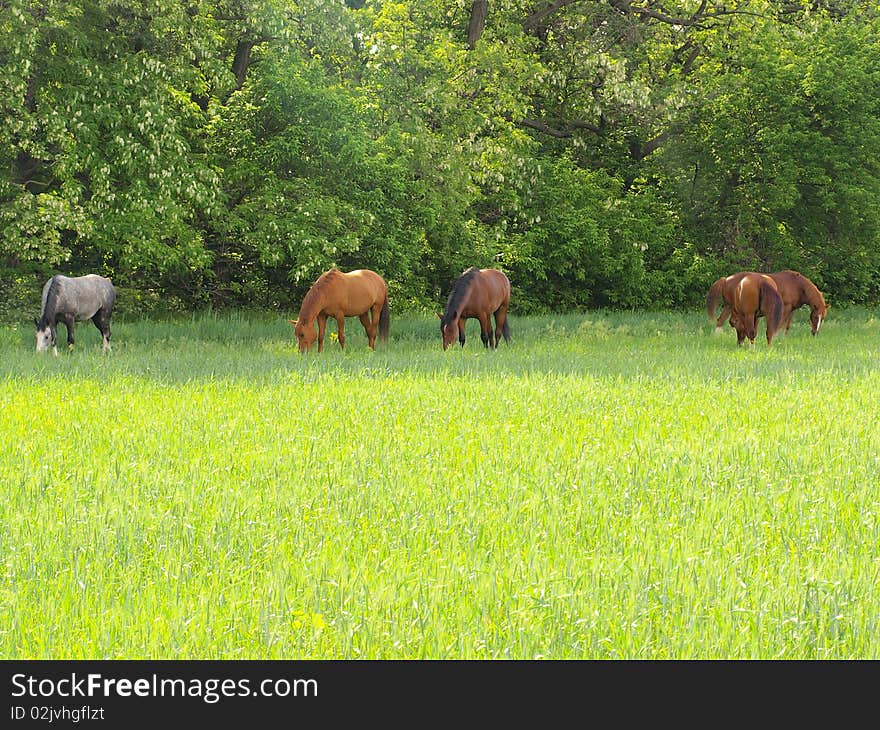 Five loschadey graze on to the meadow. Five loschadey graze on to the meadow