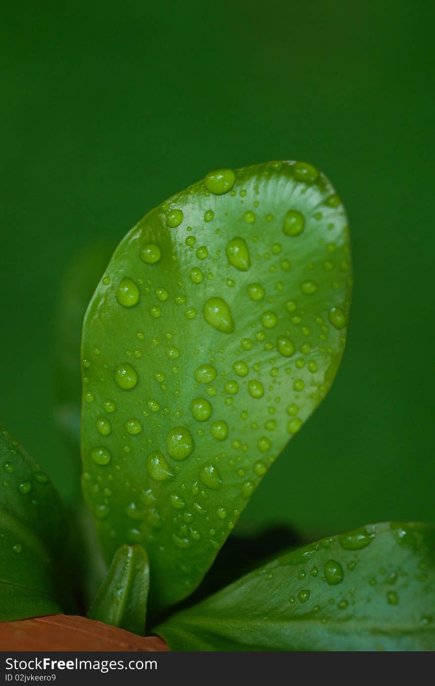 Marco shot on leaf with drops of water.
Trying to give the feeling of nature and refreshing