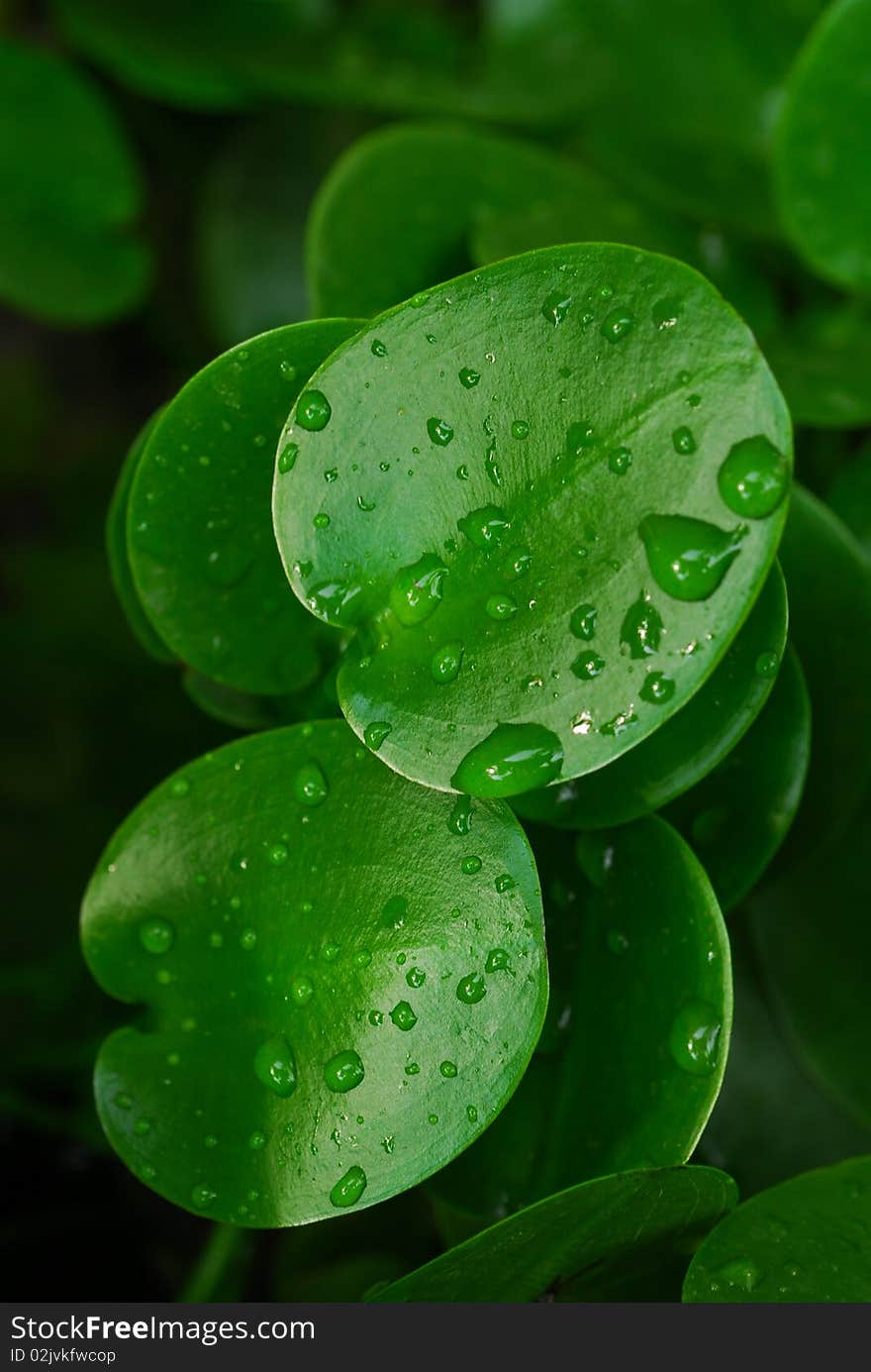 Refreshing green leaf on green background