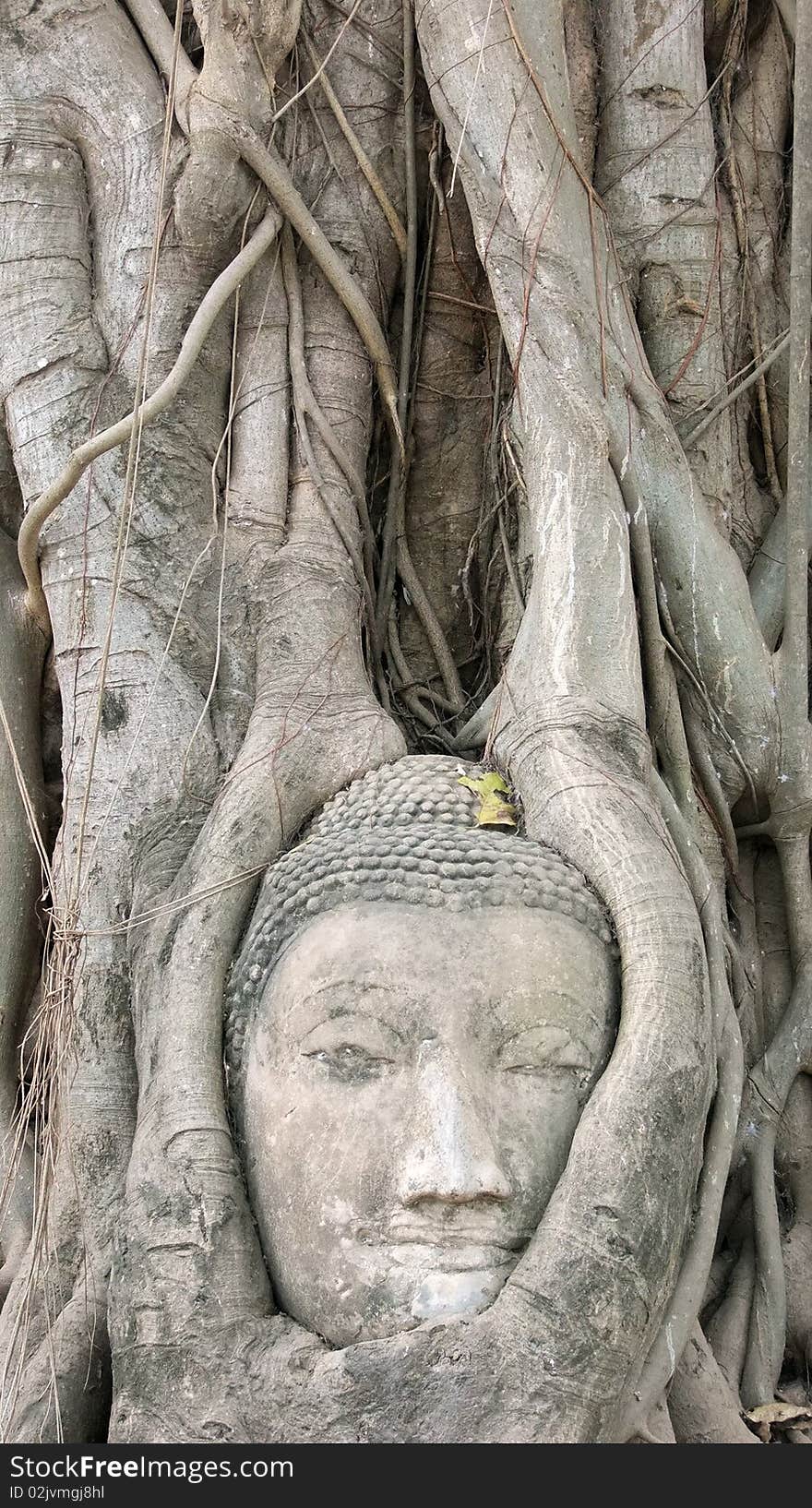 Head Of Buddha Statue In Tree, Ayutthaya